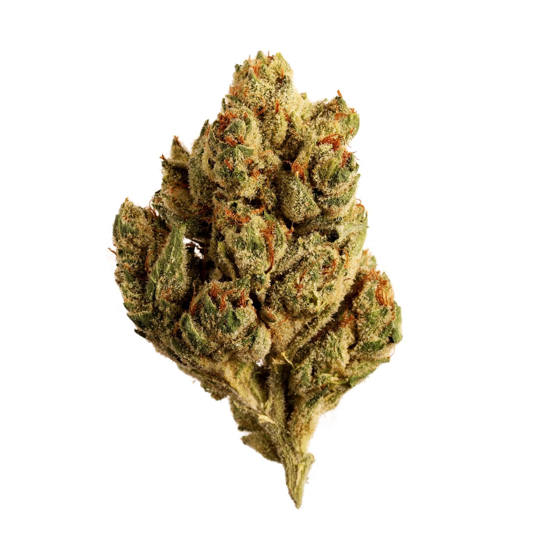 Motor Breath 15 Cannabis Flower Seed & Smith