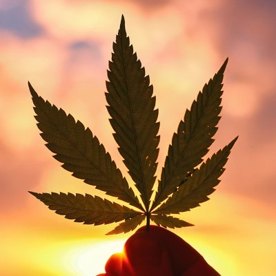The future of cannabis