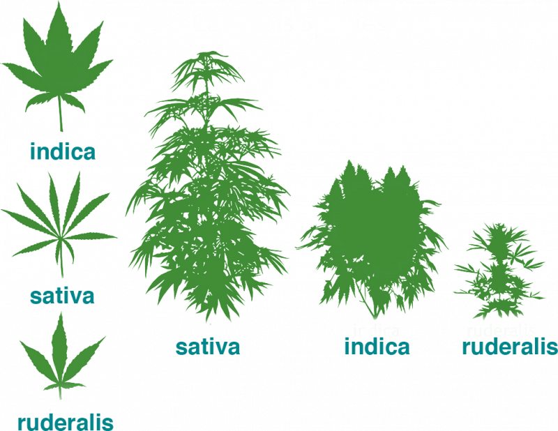 cannabis-subspecies-comparison