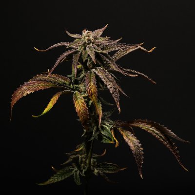 strawnana-hybrid-strain