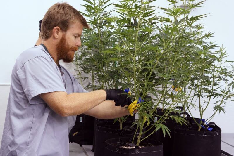 Cannabis cultivation Denver
