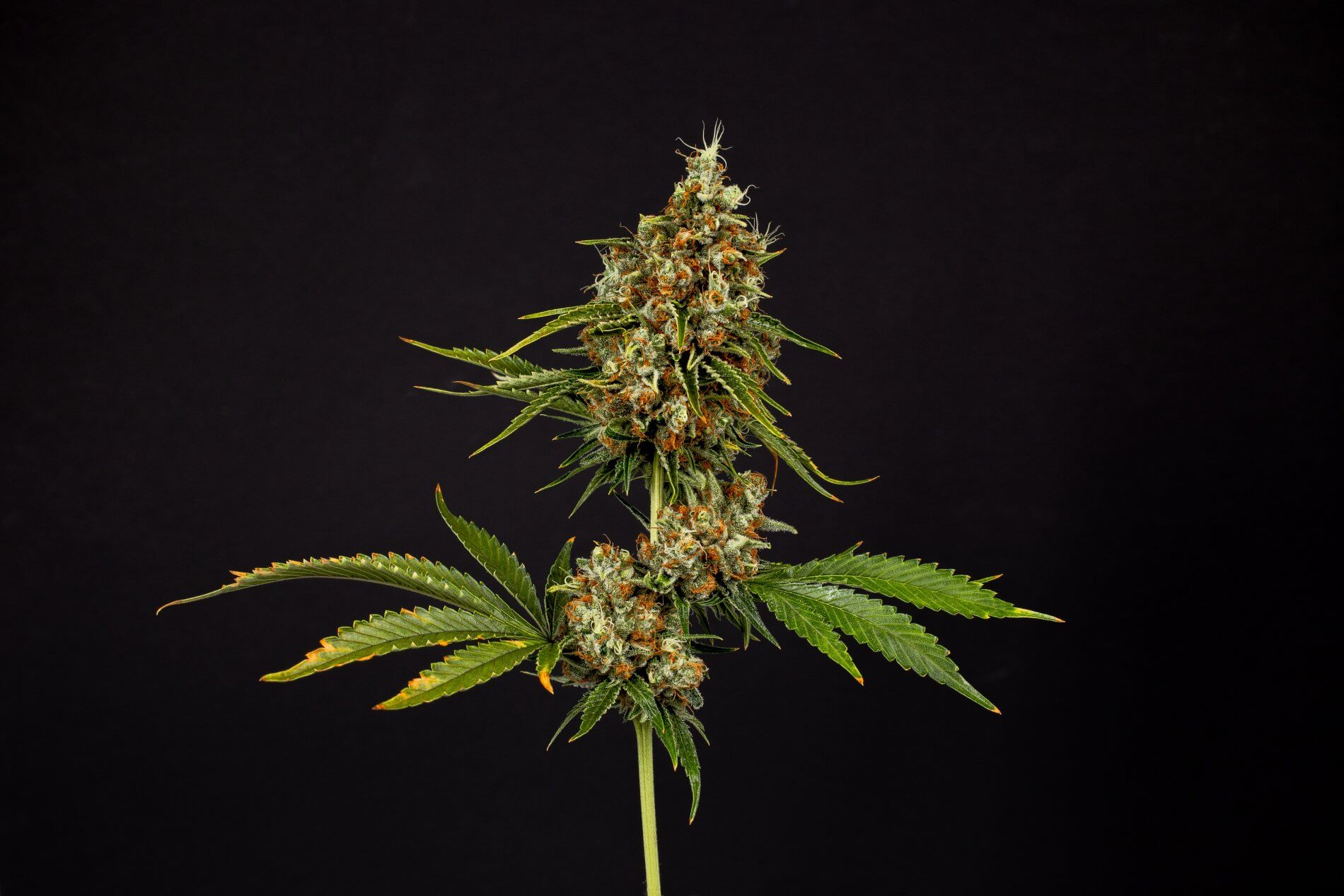 Seed-and-Smith-Flower- perfect cannabis flower