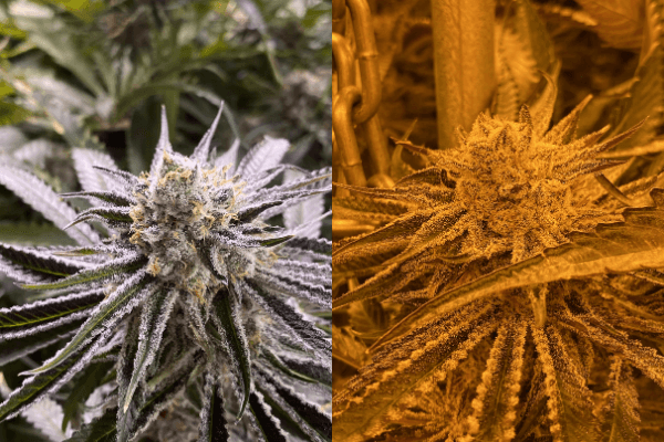 What weed looks like in different light - UVA, UVB, and UVC light spectrum in a grow house.